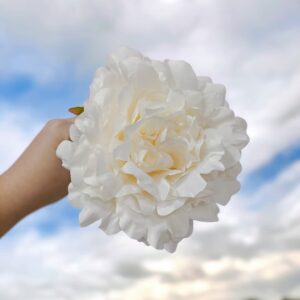 Peonía de Flamenca Mediana Crema