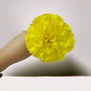 Clavel Flamenca Amarillo