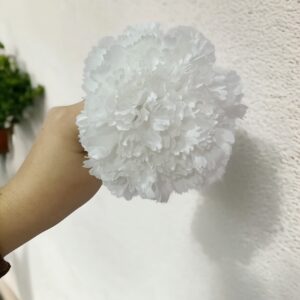 Clavel Flamenca Blanca