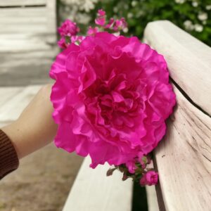 Peonía de Flamenca Grande Rosa Fucsia