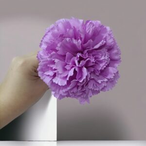 Clavel Flamenca Lila