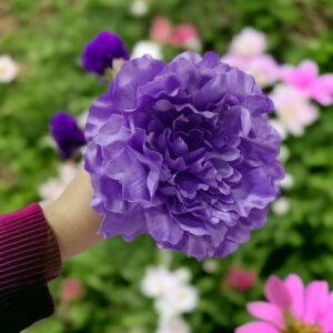 Peonía de Flamenca Morado