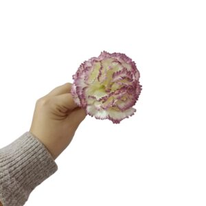 Clavel Pequeño Flamenca Beige Lila