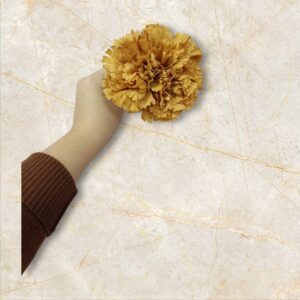 Clavel Flamenca Mostaza - Albero