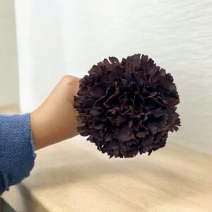 Clavel Flamenca Marrón Chocolate