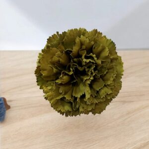 Clavel Flamenca Verde Oliva